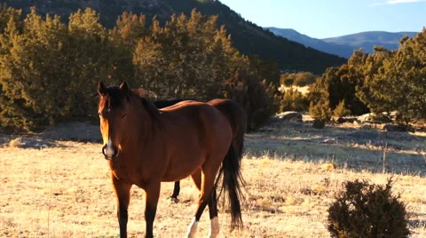110122 horse approaches camera Stock Footage 1097324