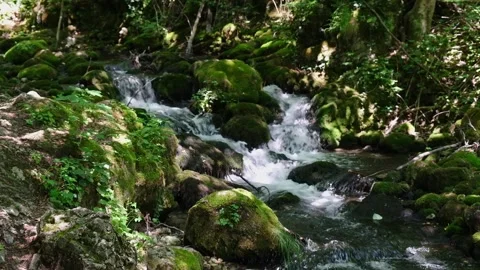 111 00243410 Stock Footage 334336896