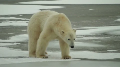 1111 Bears 05 Vidéo 1051379