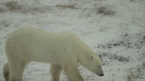 1111 Bears 14 Video stock 1056095