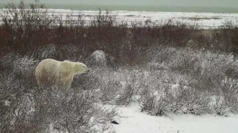 1111 Bears Willows 16 Video stock 1055827