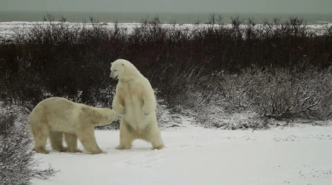 1111 Bears Willows 17 Stock Footage 1055628