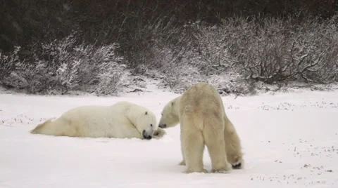 1111 Bears Willows 20 Stock Footage 1056728