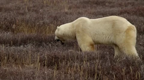 111101 BearWalking 01b Video stock 10729665