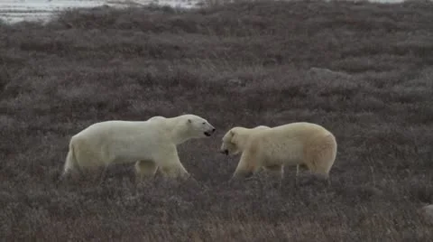 111102 SparringBears 02 Stock Footage 10729776