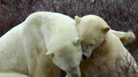 111102 SparringBears 08 Stock Footage 10729616