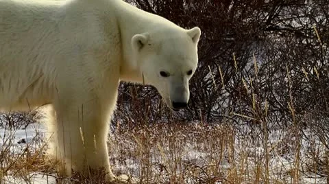 111103 AfternoonBears04d Stock Footage 10745285