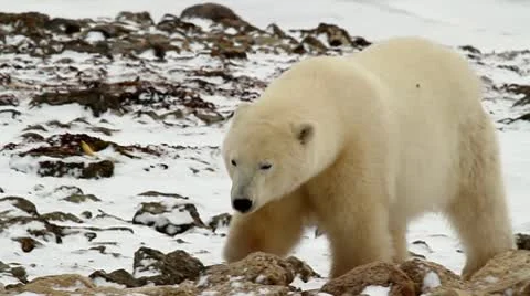 111107 WalkingBear 07b B Video stock 10765248