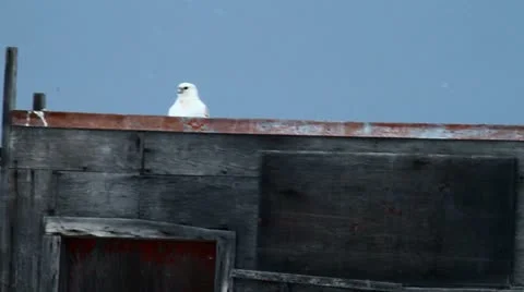 111109 GyreFalcon 03 Stock Footage 12717296