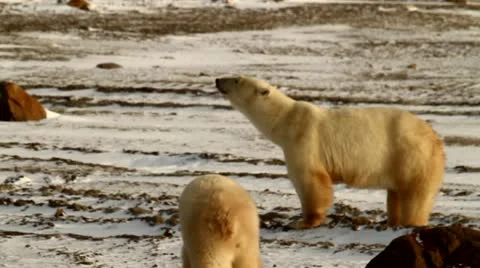 111111 BearFootage 75 B Stock Footage 10886652