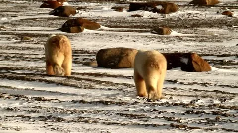 111111 BearFootage 76 Stock Footage 10886628