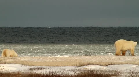 111111 BearFootage 82 Stock Footage 10886908