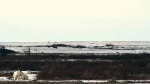 111111 LakeBears 06 Stock Footage 10886973