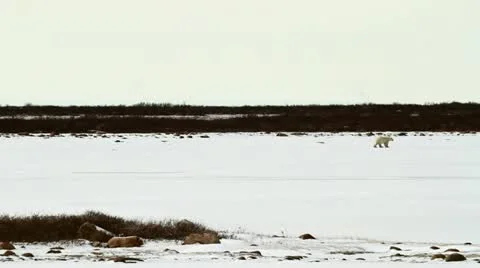 111111 LakeBears 08 Stock Footage 12378325