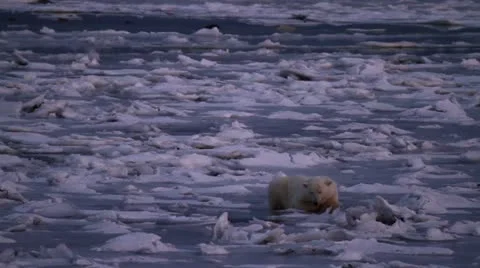 111111 Polar Bear sleeping on ice 03 Stock Footage 10884581