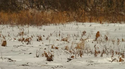 111111 SowAndCub 04 Stock Footage 12383331