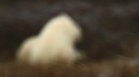 111111 SowAndCub 11 Stock Footage 12383290