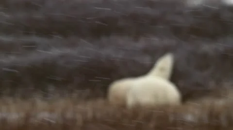 111111 SowAndCub 16 Stock Footage 12388822