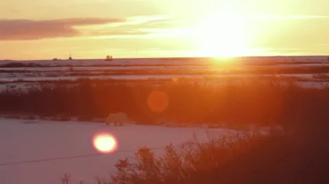 111113 SunsetBears 01 Stock Footage 12389791