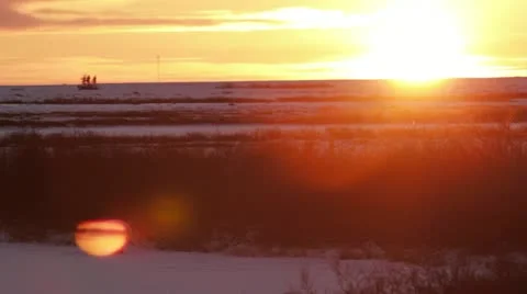 111113 SunsetBears 04 Stock Footage 12389814