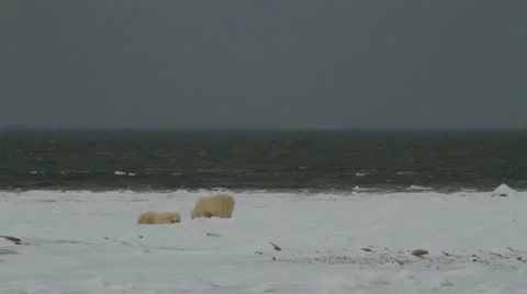 111114 CoastBears 01 Stock Footage 12547591