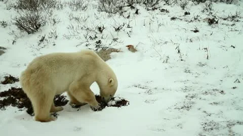 111114 KelpBear 01 Stock Footage 12547855