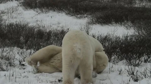 111114 SparringBears 06 Stock Footage 12555868