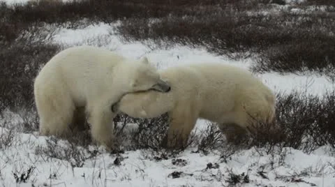 111114 SparringBears 06c Video stock 12556135