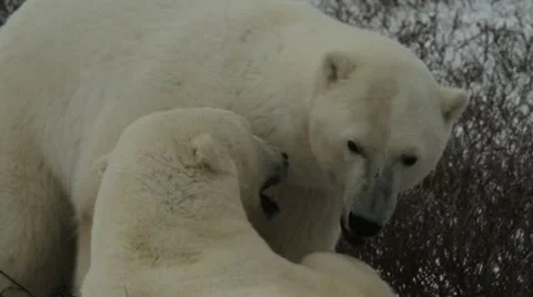 111114 SparringBears 07 Stock Footage