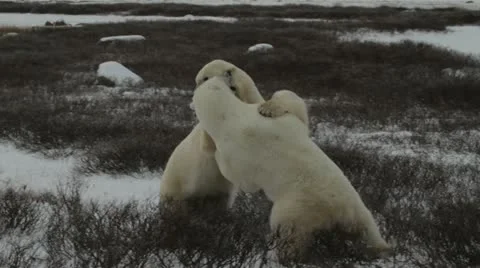 111114 SparringBears 08 Video stock 12561457