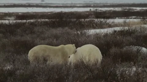 111114 SparringBears 12c 04 Video stock 12561418