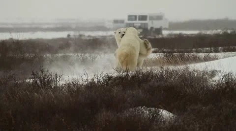 111114 SparringBears 15 Stock Footage 12561883