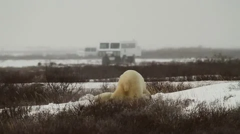 111114 SparringBears 15g Stock Footage 12563377