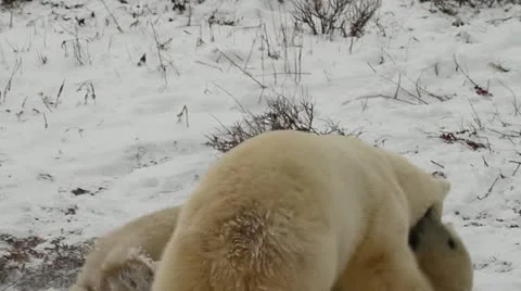 111114 SparringBears 21 Stock Footage