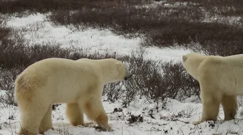 111114 SparringBears 22 Video stock 12564406