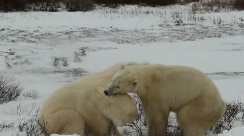 111114 SparringBears 24 slow Stock Footage 12590687