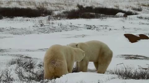 111114 SparringBears 25 Stock Footage 12590962