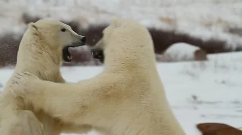 111114 SparringBears 29 Stock Footage 12591048