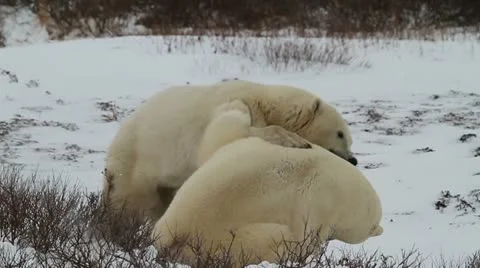 111114 SparringBears 36 02 Stock Footage 12591081