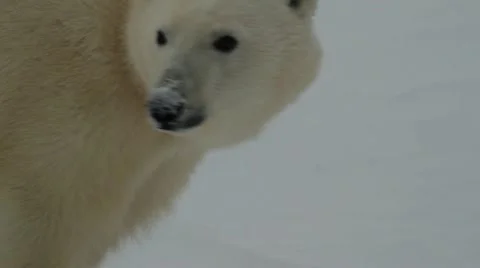 111114 WalkingBear 04 Stock Footage 12636182