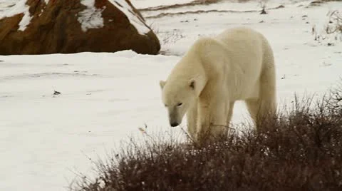 111114 WalkingBear 08 Stock Footage 12636210