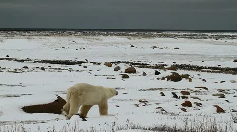 111114 WalkingBear 10 Stock Footage 12636083
