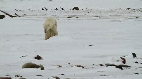 111114 WalkingBear 11 Stock Footage 12636175