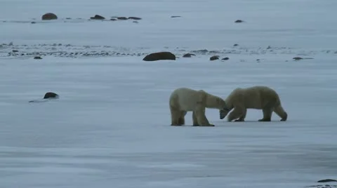 111115 GroupOfBears 02 Video stock 12638379