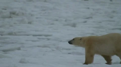 111115 IceBear 01 Video stock 12639903