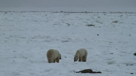 111115 IceBear 03c Stock Footage 12638515