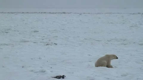 111115 IceBear 03d 02 Stock Footage 12639935