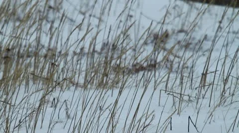 111115 ScenicWind 03 Video stock 12661545