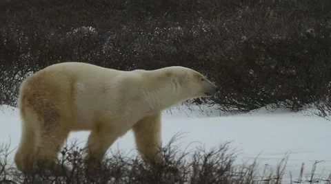 111115 WalkingBear 02 Stock Footage 12661474