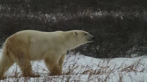 111115 WalkingBear 02b Stock Footage 12661582